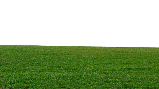 istock Green field with blue sky as background. 1400633449