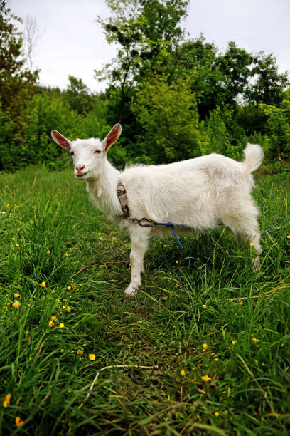 istock goats graze in the field 1400633469