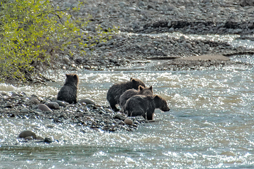 Four Grizzly bear cubs, fearful, hesitate at the sight of fast water Pilgrim Creek that they must cross to keep up with their mother, Grizzly bear #399 in the Grand Teton National Park in Wyoming south of Yellowstone Park near Moran, Wyoming in western USA.