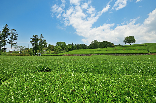 Shizuoka Prefecture is the number one producer of tea in Japan.Fresh green tea plantations and blue sky in Obuchi Sasaba, Shizuoka Prefecture
