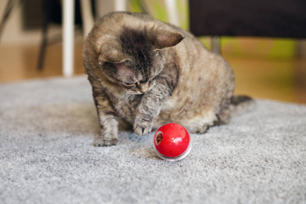 istock Adult Devon Rex cat playing at home with special ball dispenser with kibble inside that slowly drops out when cat pushes it. 1400634886