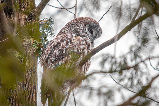 A Great grey owl looking for prey, in winter, in the Laurentian forest.