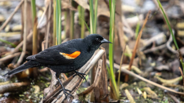 istock Red-winged blackbird, Sargento Alirrojo, (Agelaius phoeniceus), Male Red-winged Blackbird. 1400635274