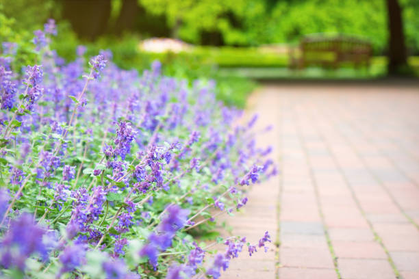 istock Flower field and summer Pentecostal holiday 1400635543