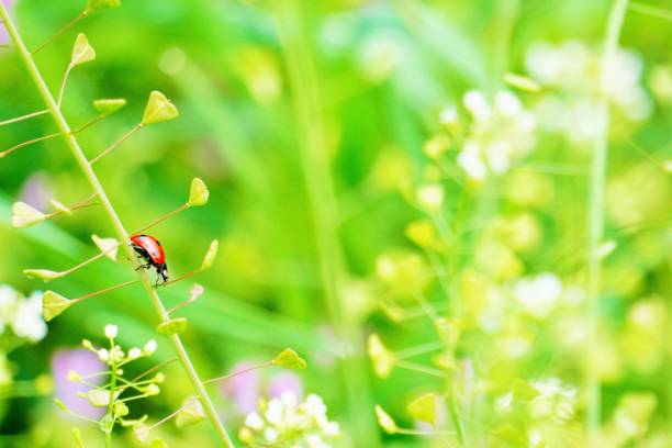 羊飼いの財布の茎の上を歩く赤いコクシネラ・セプテンプンクタタ - septempunctata ストックフォトと画像