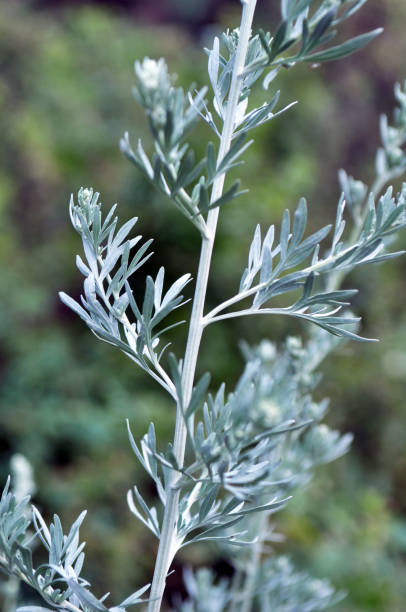 istock Bitter wormwood (Artemisia absinthium) bush grows in nature 1400636925
