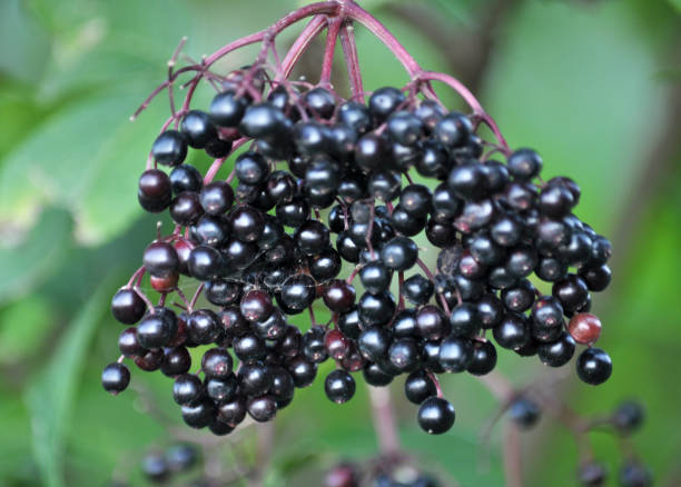 istock Bunch of elderberries with ripe berries 1400636935