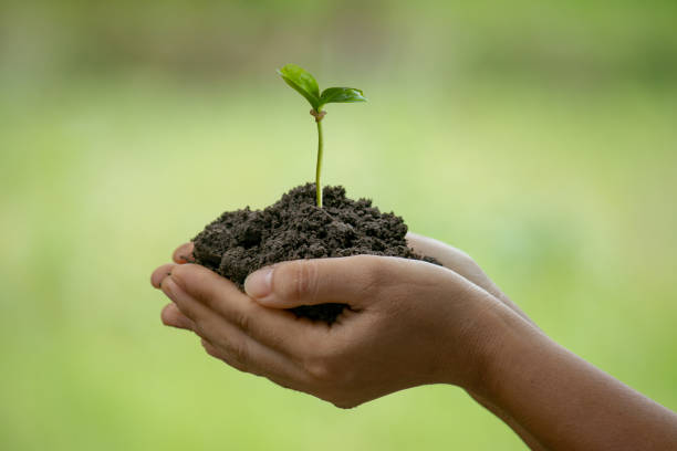 istock In the hands of trees growing seedlings 1400637162
