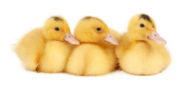 istock Three yellow mulard ducks isolated on white background. 1400637806