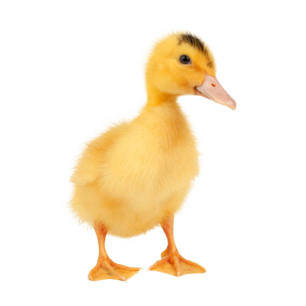istock Mulard duckling isolated on white background, newborn bird. 1400637807