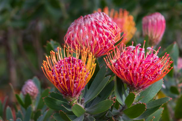African Protea flowers, South Africa stock photo