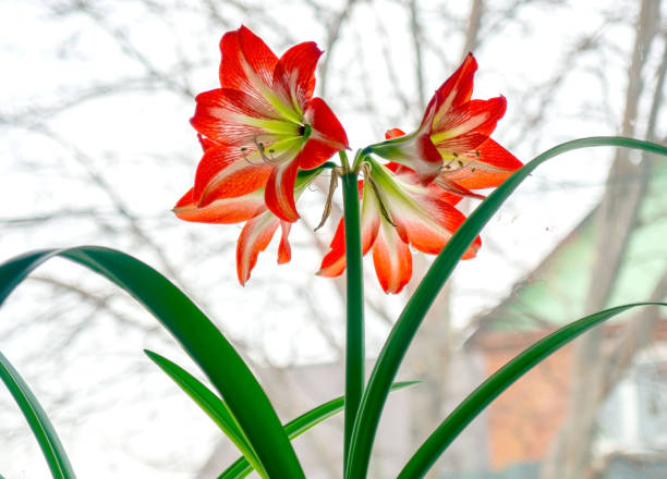 istock large red Amaryllis flowers bloom on the windowsill 1400637979