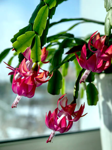 istock pink Christmas cactus flower on the windowill 1400637996