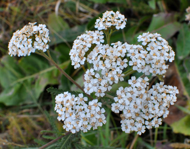 istock Yarrow (Achillea) blooms naturally in the grass 1400638037