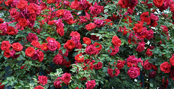 Roses bloom in the garden in the summer.