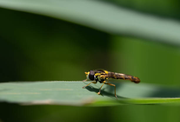 istock A small yellow black striped hoverfly sits on a green leaf, outdoors against a green background 1400638055