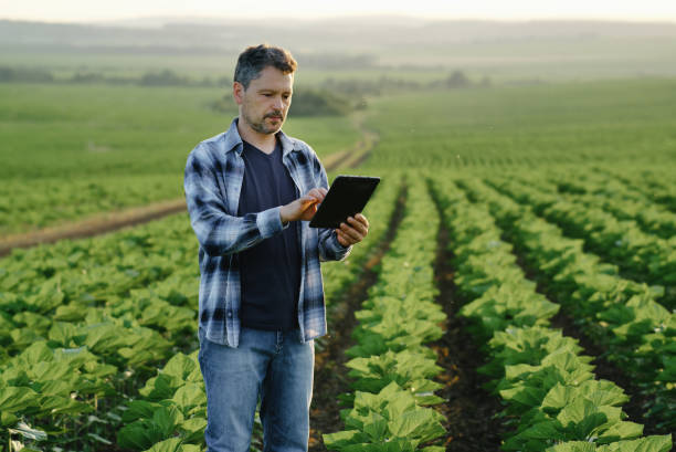 istock Farmer with tablet examining sunflower seedling in a field 1400638186