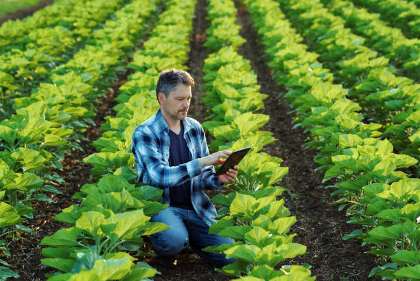 istock Farmer with tablet examining sunflower seedling in a field 1400638191