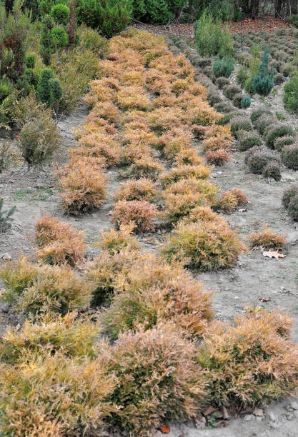istock Nursery where decorative bushes and trees are grown. 1400638232