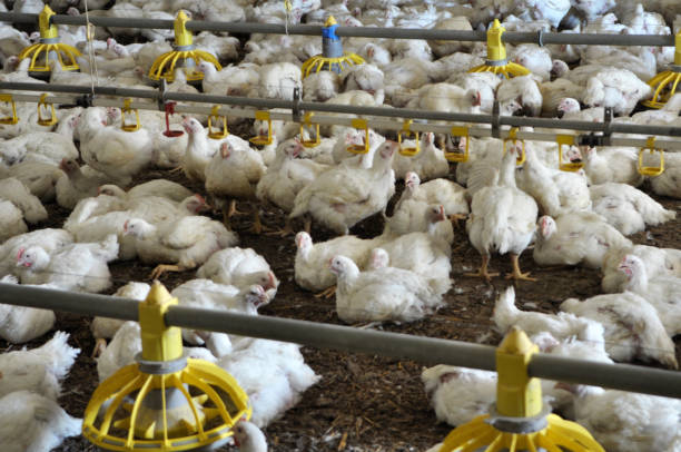 istock Farm for growing broiler chickens 1400638453