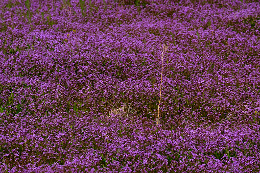 Wild lavendar flowers growing lushly in meadow field purple wildflowers