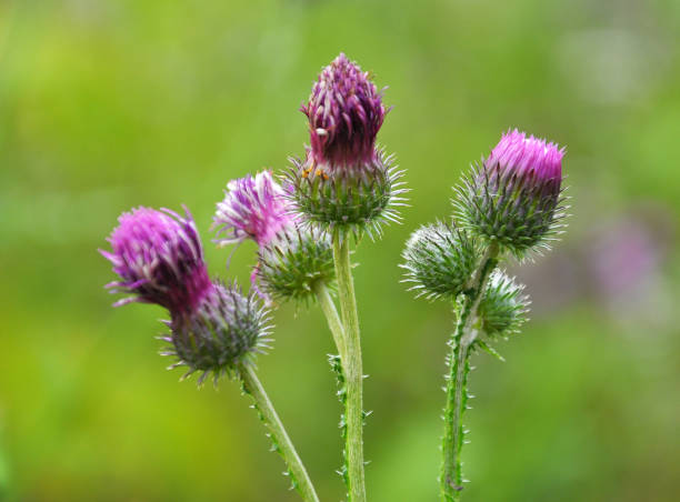 istock In the meadow among herbs blooms thistle (Carduus) . 1400641030