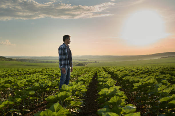 istock Farmer standing and looking at green agricultural field 1400641245