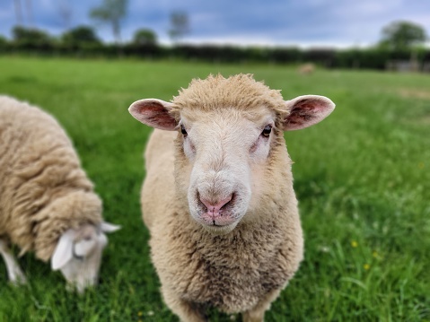A young sheep looking into camera