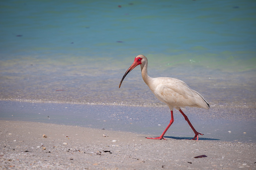 Ibis, exotic bird from Florida living in the tropics with a red beak and legs walking on a beach in Naples