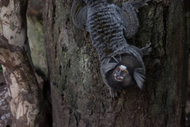 istock Marmoset monkey seen up close climbing a tree. 1400642827