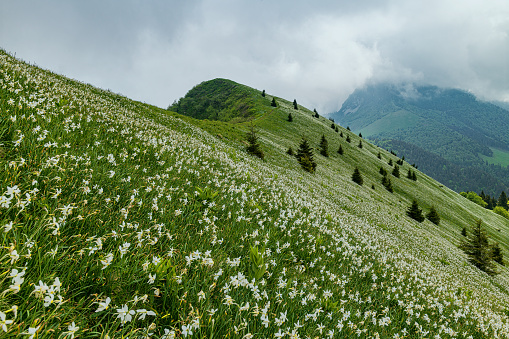 Morning on blooming flowers field on the top slope of mountain, Golica, Slovenia. Daffodil narcissus flower is with white outer petals and a shallow orange or yellow cup in the center. In background are mountains and cloudy sky.