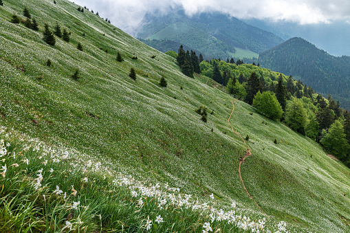 Mountain landscape seen from the Pfänder mountain in the Vorarlberg Alps in Austria during summer.