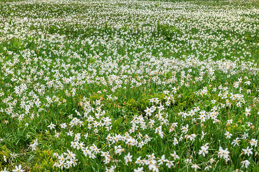 Morning on blooming flowers field on the top slope of mountain, Golica, Slovenia. Daffodil narcissus flower is with white outer petals and a shallow orange or yellow cup in the center. In background are mountains and cloudy sky.