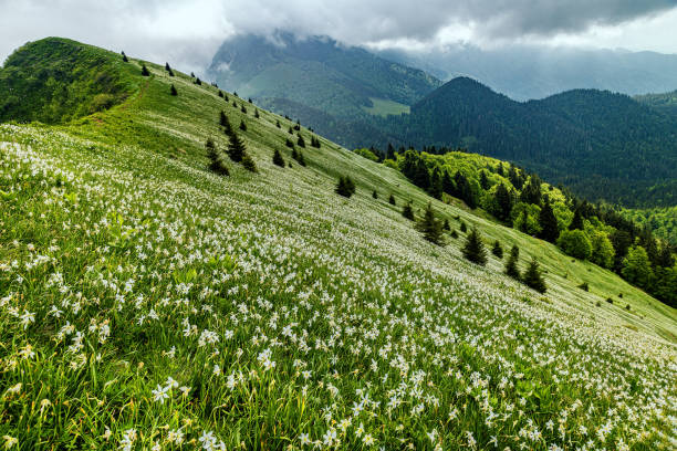Daffodil narcissus in bloom on the Golica mountain, Gorenjska, Julian Alps, Slovenia Morning on blooming flowers field on the top slope of mountain, Golica, Slovenia. Daffodil narcissus flower is with white outer petals and a shallow orange or yellow cup in the center. In background are mountains and cloudy sky. julian alps stock pictures, royalty-free photos & images