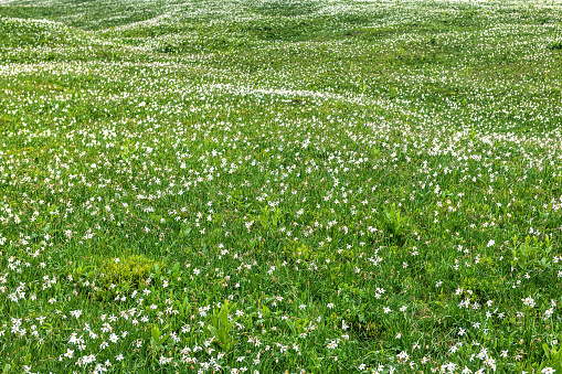 Yellow flowers dandelions among green grass on a lawn