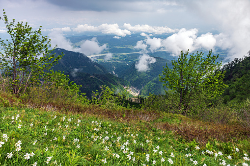 View from Golica mountain with flowering daffodils on the Drava river valley in Austria, Julian Alps, Europe