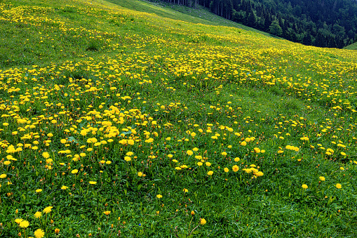 View of the yellow flowering dandelion under the Golica mountain,Gorenjska, Julian Alps, Slovenia, Europe