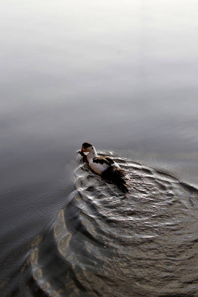 istock duck swimming in lake 1400644105