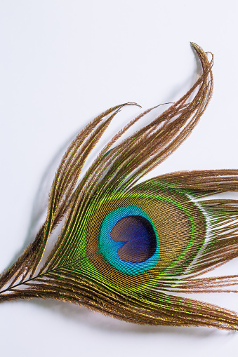 Macro peacock feathers on a white background,Peacock feather on a white background