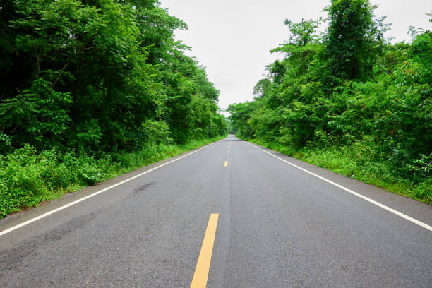 istock Asphalt road through the green forest 1400644646
