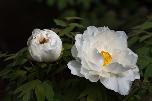 Bush of white roses in the summer garden