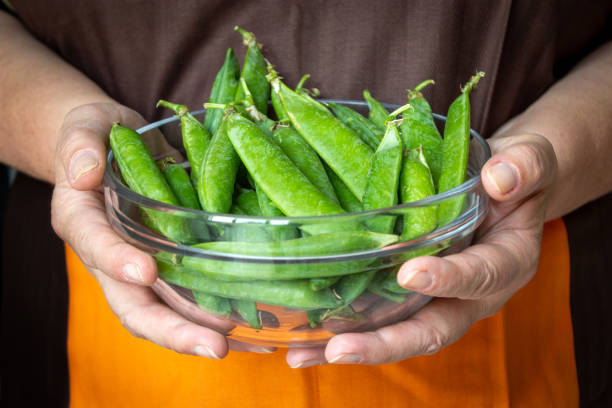 istock Close-up of hands that a bowl with pea pods 1400648015