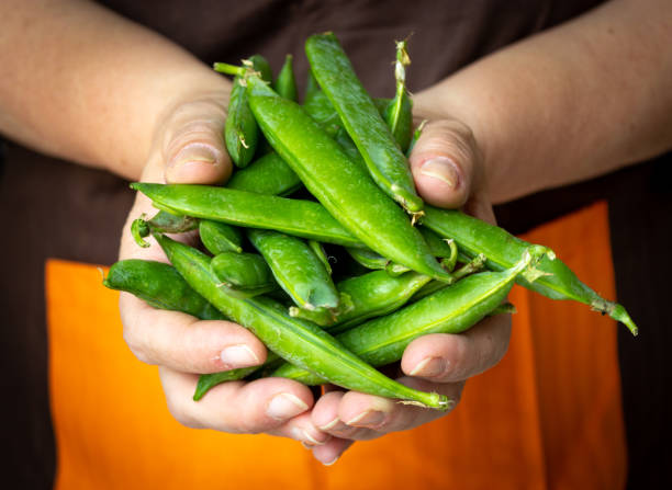 istock Close-up of hands holding pea pods 1400648018