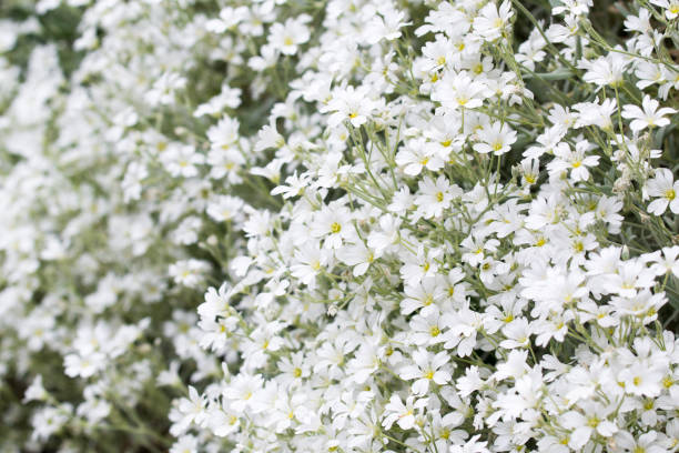 istock Cerastium, mouse-ear chickweed white flowers selective focus 1400648037