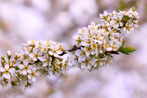 Blossoming cherry branch in the garden, close-up macro view.