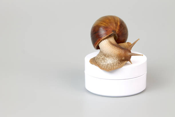 istock A snail sits on a white jar on a gray background 1400648571