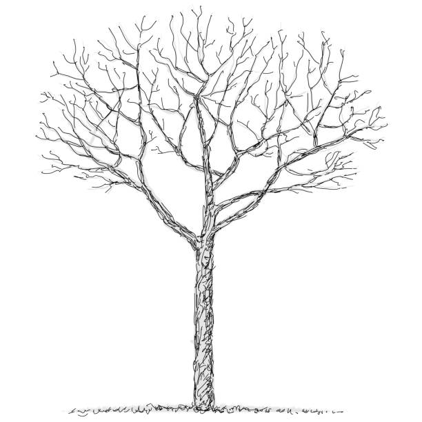 freihandzeichnung eines nackten baumes, vektorillustration. - naked tree stock-grafiken, -clipart, -cartoons und -symbole