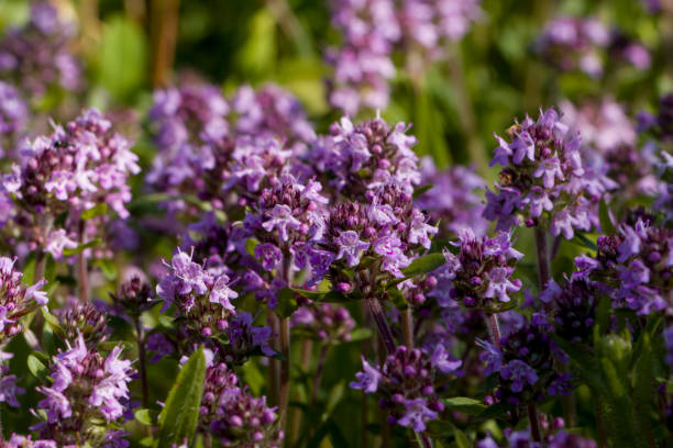 istock Purple flowers of thyme 1400648715