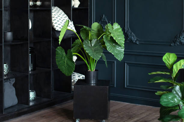 Large green plant in pot on wooden floor in dark living room. Interior loft design, urban jungle decor. Houseplants. Plants in modern interior room. Gardening at home. Large Monstera at room gran planta verde en maceta sobre suelo de madera en salón oscuro. diseño de loft interior, decoración urbana de la jungla. plantas de interior. plantas en habitación interior moderna. jardinería en casa. monstera grande en la habitación