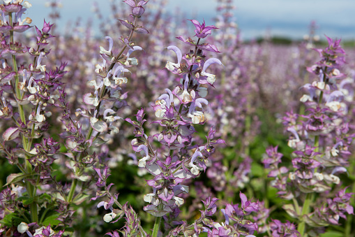 Meadow sage, Salvia pratensis. Purple flowers on wild field, close-up, selective focus. Medicinal herb. Bumbleberry Salvia or Woodland Sage used in herbal medicine.